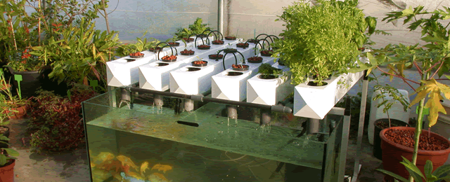 ... Direct | Buy aquaculture, aquaponics, pond, fish, and other products